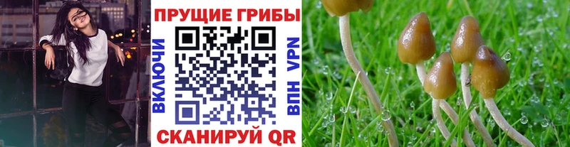 закладки Котельниково Псилоцибиновые грибы ЛСД